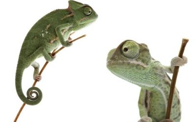 The CIO becomes the Chameleon In Chief