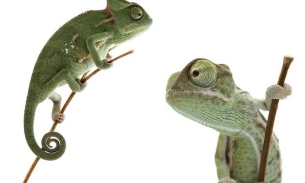 The CIO becomes the Chameleon In Chief